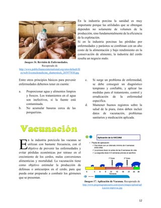 12
En la industria porcina la sanidad es muy
importante porque las utilidades que se obtengan
dependen no solamente de volumen de la
producción, sino fundamentalmente de la eficiencia
de la explotación.
Si en la industria porcinas las pérdidas por
enfermedades y parásitos se combinan con un alto
costo de la alimentación y bajo rendimiento en la
conservación de alimento, la industria del cerdo
resulta un negocio malo.
Imagen 16. Revisión de Enfermedades.
Recuperado de
http://www.publicfinanceinternational.org/sites/default/fil
es/web-livestockmedicine_shutterstock_265977830.jpg
Entre otros principios básicos para prevenir
enfermedades debemos tener en cuenta:
a. Proporcionar agua y alimentos limpios
y frescos. Los tratamientos en el agua
son inefectivos, si la fuente está
contaminada.
b. No acumular basuras cerca de las
porquerizas.
c. Si surge un problema de enfermedad,
se debe conseguir un diagnóstico
temprano y confiable, y aplicar las
medidas para el tratamiento, control y
erradicación de la enfermedad
especifica.
d. Mantener buenos registros sobre la
salud de la piara, éstos deben incluir
datos de vacunación, problemas
sanitarios y medicación aplicada.
3.3. Vacunación
n la industria porcícola las vacunas se
utilizan con bastante frecuencia, con el
objetivo de prevenir las enfermedades y
evitar pérdidas económicas por retraso en el
crecimiento de los cerdos, malas conversiones
alimenticias y mortalidad. La vacunación tiene
como objetivo estimular la producción de
defensas o anticuerpos en el cerdo, para que
pueda estar preparado a combatir los gérmenes
que se presentan.
Imagen 17. Aplicación de Vacunas. Recuperado de
http://www.pregonagropecuario.com/assets/images/upload/apl
icacion-improvac.jpg
E
 