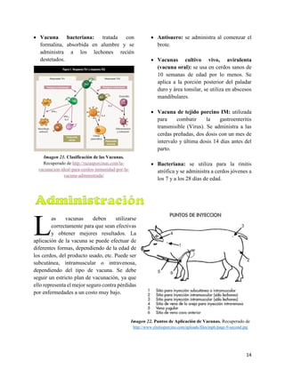 14
• Vacuna bacteriana: tratada con
formalina, absorbida en alumbre y se
administra a los lechones recién
destetados.
Imagen 21. Clasificación de las Vacunas.
Recuperado de http://razasporcinas.com/la-
vacunacion-ideal-para-cerdos-inmunidad-por-la-
vacuna-administrada/
• Antisuero: se administra al comenzar el
brote.
• Vacunas cultivo vivo, avirulenta
(vacuna oral): se usa en cerdos sanos de
10 semanas de edad por lo menos. Se
aplica a la porción posterior del paladar
duro y área tonsilar, se utiliza en abscesos
mandibulares.
• Vacuna de tejido porcino IM: utilizada
para combatir la gastroenteritis
transmisible (Virus). Se administra a las
cerdas preñadas, dos dosis con un mes de
intervalo y última dosis 14 días antes del
parto.
• Bacteriana: se utiliza para la rinitis
atrófica y se administra a cerdos jóvenes a
los 7 y a los 28 días de edad.
3.3.2.Administración de Vacunas
as vacunas deben utilizarse
correctamente para que sean efectivas
y obtener mejores resultados. La
aplicación de la vacuna se puede efectuar de
diferentes formas, dependiendo de la edad de
los cerdos, del producto usado, etc. Puede ser
subcutánea, intramuscular o intravenosa,
dependiendo del tipo de vacuna. Se debe
seguir un estricto plan de vacunación, ya que
ello representa el mejor seguro contra pérdidas
por enfermedades a un costo muy bajo.
Imagen 22. Puntos de Aplicación de Vacunas. Recuperado de
http://www.elsitioporcino.com/uploads/files/mph/page-9-second.jpg
L
 
