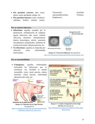17
• Por parásitos externos: tales como:
piojos, sarna, garrapatas, pulgas, etc.
• Por parásitos internos: como: lombrices
redondas, lombriz solitaria (tenia),
Trematocles, Ascárides
macracanthorynchus, Trichuris,
Stephanurus.
Por su carácter infeccioso
• Infecciosas: aquellas causadas por la
penetración, multiplicación de cualquier
agente infeccioso, tales como: enteritis
infecciosa, disentería, vibriodisentería,
diarrea hemorrágica, artritis, neumonía
micoplásmica, pseudorrabia, syndrome de
constricción rectal, influenza porcina, etc.
• No infecciosas: aquellas no inducidas por
infección, como enfermedades
nutricionales. Imagen 25. Virus de la Influenza. Recuperado de
http://www.ibt.unam.mx/computo/pdfs/influenza_porcina/figura_1.gif
Por su transmisibilidad:
• Contagiosas: aquellas enfermedades
incluyendo las infecciosas, que se
comunican con facilidad al animal
susceptible, como: peste porcina, edema
intestinal, cólera porcina, enfermedad
edematosa del cerdo, etc.
Imagen 26. Síntomas de la Gripe Porcina.
Recuperado de
https://es.wikipedia.org/wiki/Gripe_porcina#/media/File:Swin
e_influenza_symptoms_on_swine-es.svg
Imagen 27. Cuadro Comparativo de la Gripe
Porcina. Recuperado de
https://bibliopoli.files.wordpress.com/2009/05/115018_infogr
ipeporcina.jpg
 