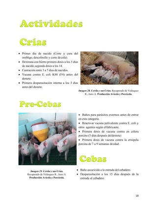 18
3.5. Principales actividades en el Plan Sanitario para las distintas Categorías Porcinas
3.5.1.Crías
• Primer día de nacido (Corte y cura del
ombligo, descolmille y corte decola).
• Dextrana con hierro primera dosis a los 3 días
de nacido,segunda dosis a los 14.
• Castración entre 3 a 7 días de nacidos.
• Vacuna contra E. coli K88 (F4) antes del
destete.
• Primera desparasitación interna a los 3 días
antes del destete.
Imagen 28. Cerda y sus Crías. Recuperado de Velásquez
R., Jairo A. Producción Avícola y Porcícola.
3.5.2.Precebas.
• Baños para parásitos externos antes de entrar
en esta categoría.
• Reactivar vacuna polivalente contra E. coli y
otros agentes según elfabricante.
• Primera dosis de vacuna contra en cólera
porcino (5 días después deldestete)
• Primera dosis de vacuna contra la erisipela
porcina de 7 a 9 semanas deedad.
3.5.3. Cebas.
• Baño ascaricida a la entrada del cebadero.
• Desparasitación a los 15 días después de la
entrada al cebadero.
Imagen 29. Cerda y sus Crías.
Recuperado de Velásquez R., Jairo A.
Producción Avícola y Porcícola.
 