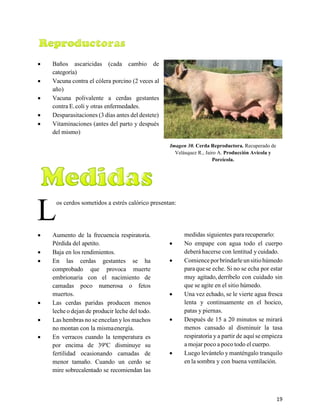 19
3.5.4. Reproductoras.
• Baños ascaricidas (cada cambio de
categoría)
• Vacuna contra el cólera porcino (2 veces al
año)
• Vacuna polivalente a cerdas gestantes
contra E.coli y otras enfermedades.
• Desparasitaciones (3 días antes del destete)
• Vitaminaciones (antes del parto y después
del mismo)
Imagen 30. Cerda Reproductora. Recuperado de
Velásquez R., Jairo A. Producción Avícola y
Porcícola.
3.6. Otras Medidas de Seguridad a tener en cuenta
os cerdos sometidos a estrés calórico presentan:
• Aumento de la frecuencia respiratoria.
Pérdida del apetito.
• Baja en los rendimientos.
• En las cerdas gestantes se ha
comprobado que provoca muerte
embrionaria con el nacimiento de
camadas poco numerosa o fetos
muertos.
• Las cerdas paridas producen menos
leche o dejan de producir leche del todo.
• Las hembras no se encelan ylos machos
no montan con la mismaenergía.
• En verracos cuando la temperatura es
por encima de 39ºC disminuye su
fertilidad ocasionando camadas de
menor tamaño. Cuando un cerdo se
mire sobrecalentado se recomiendan las
medidas siguientes para recuperarlo:
• No empape con agua todo el cuerpo
deberá hacerse con lentitud ycuidado.
• Comienceporbrindarleunsitiohúmedo
paraquese eche. Si no se echa por estar
muy agitado,derríbelo con cuidado sin
que se agite en el sitio húmedo.
• Una vez echado, se le vierte agua fresca
lenta y continuamente en el hocico,
patas y piernas.
• Después de 15 a 20 minutos se mirará
menos cansado al disminuir la tasa
respiratoria y a partir de aquí se empieza
a mojar poco a poco todo el cuerpo.
• Luego levántelo y manténgalo tranquilo
en la sombra y con buena ventilación.
L
 