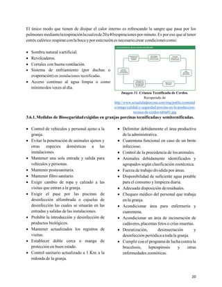 20
El único modo que tienen de disipar el calor interno es refrescando la sangre que pasa por los
pulmones mediantelarespiraciónlacualesde20a40respiraciones por minuto. Es por eso que al tener
estrés calórico respiran con la boca ypor esta razón es necesario crear condicionescomo:
• Sombra natural oartificial.
• Revolcaderos.
• Corrales con buenaventilación.
• Sistema de enfriamiento (por duchas o
evaporación) en instalaciones tecnificadas.
• Acceso continuo al agua limpia o como
mínimodos veces al día.
Imagen 31. Crianza Tecnificada de Cerdos.
Recuperado de
http://www.actualidadporcina.com/img/public/contenid
o/image/calidad-y-seguridad-porcina-en-la-produccion-
tecnica-de-cerdos-tabla01.jpg
3.6.1.Medidas de Bioseguridadexigidas en granjas porcinas tecnificadasy semitecnificadas.
• Control de vehículos y personal ajeno a la
granja.
• Evitar la penetración de animales ajenos y
otras especies domésticas a las
instalaciones.
• Mantener una sola entrada y salida para
vehículos y personas.
• Mantener postasanitaria.
• Mantener filtro sanitario.
• Exigir cambio de ropa y calzado a las
visitas que entran a la granja.
• Exigir el pase por las piscinas de
desinfección alfombrada o cajuelas de
desinfección las cuales se situarán en las
entradas y salidas de las instalaciones.
• Prohibir la introducción y desinfección de
productos biológicos.
• Mantener actualizados los registros de
visitas.
• Establecer doble cerca o manga de
protección en buen estado.
• Control sanitario actualizado a 1 Km. a la
redonda de la granja.
• Delimitar debidamente el área productiva
de la administrativa.
• Cuarentena funcional en caso de un brote
infeccioso.
• Control de la procedencia de losanimales.
• Animales debidamente identificados y
agrupados según clasificación zootécnica.
• Fuerza de trabajo dividida por áreas.
• Disponibilidad de suficiente agua potable
para el consumo y limpieza diaria.
• Adecuada disposición deresiduales.
• Chequeo médico del personal que trabaja
en la granja.
• Acondicionar área para enfermería y
cuarentena.
• Acondicionar un área de incineración de
cadáveres,placentas fetos o crías muertas.
• Desratización, desinsectación y
desinfección periódica a toda la granja.
• Cumplir con el programa de lucha contra la
brucelosis, leptospirosis y otras
enfermedades zoonóticas.
 