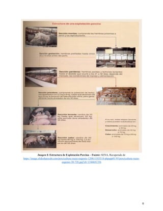 6
Imagen 8. Estructura de Explotación Porcina – Fuente: SENA, Recuperado de
https://image.slidesharecdn.com/porcicultura-razas-eugenio-120811103318-phpapp01/95/porcicultura-razas-
eugenio-30-728.jpg?cb=1344681356
 