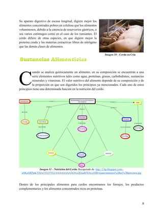 8
Su aparato digestivo de escasa longitud, digiere mejor los
alimentos concentrados pobres en celulosa que los alimentos
voluminosos, debido a la carencia de reservorios gástricos, o
sea varios estómagos como en el caso de los rumiantes. El
cerdo difiere de otras especies, en que digiere mejor la
proteína cruda y las materias extractivas libres de nitrógeno
que las demás clases de alimentos.
Imagen 10 – Cerda en Cría
2.2. Sustancias Alimenticias
uando se analiza químicamente un alimento, en su composición se encuentran a una
serie elementos nutritivos tales como agua, proteínas, grasas, carbohidratos, sustancias
minerales y vitaminas. El valor nutritivo del alimento depende de su composición y de
la proporción en que son digeridos los principios ya mencionados. Cada uno de estos
principios tiene una determinada función en la nutrición del cerdo.
Imagen 11 – Nutrición del Cerdo. Recuperado de: http://2.bp.blogspot.com/-
si8KoSRPjnk/VbJwTYUFYEI/AAAAAAAAAC8/o2EGalb5EJs/s1600/requerimientos%2Ben%2Bporcinos.jpg
Dentro de los principales alimentos para cerdos encontramos los forrajes, los productos
complementarios y los alimentos concentrados ricos en proteínas.
C
 