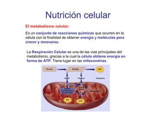 Nutrición celular
El metabolismo celular:
Es un conjunto de reacciones químicas que ocurren en la
célula con la finalidad ...