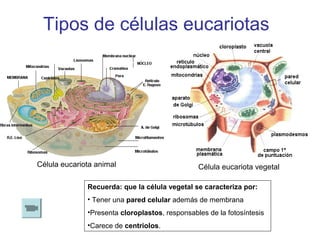 Tipos de células eucariotas




Célula eucariota animal                         Célula eucariota vegetal

              Re...