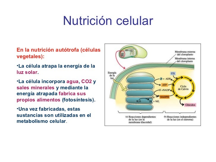 CELULA EXPOSICION