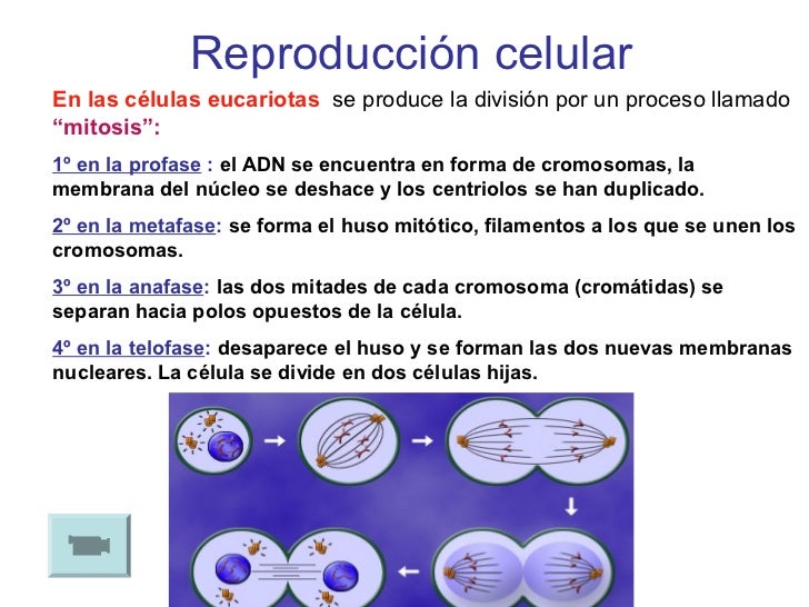CELULA EXPOSICION
