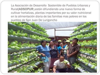 La Asociación de Desarrollo Sostenible de Pueblos Urbanos y
Rural(ADSOPUR),están difundiendo una nueva forma de
cultivar hortalizas, plantas importantes por su valor nutricional
en la alimentación diaria de las familias mas pobres en los
pueblos de San Juan De Lurigancho
 