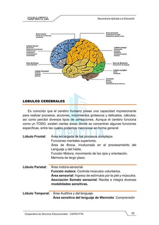 10
Cooperativa de Servicios Educacionales - CAPACITTA
Neurociencia Aplicada a la Educación
LOBULOS CEREBRALES
Es conocido que el cerebro humano posee una capacidad impresionante
para realizar procesos, acciones, movimientos grotescos y delicados, cálculos;
así como percibir diversos tipos de sensaciones. Aunque el cerebro funciona
como un TODO, existen ciertas áreas donde se concentran algunas funciones
específicas, entre las cuales podemos mencionar en forma general:
Lóbulo Frontal: Área encargada de los procesos complejos
Funciones mentales superiores.
Área de Broca, involucrada en el procesamiento del
Lenguaje y del habla.
Función Motora; movimiento de los ojos y orientación.
Memoria de largo plazo.
Lóbulo Parietal: Área motora-sensorial.
Función motora. Controla músculos voluntarios.
Área sensorial: Ingreso de estímulos por la piel y músculos.
Asociación Somato sensorial: Recibe e integra diversas
modalidades sensitivas.
Lóbulo Temporal: Área Auditiva y del lenguaje.
Área sensitiva del lenguaje de Wernicke: Comprensión
 