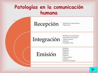 Recepción
Integración
Emisión
•Sordera pre y post locutiva
•Hipoacusia
•Problemas de aprendizaje
•Desordenes de atención
•Afasia sensorial
•Disfasias
•Lenguaje autista
•Dislalias
•Disglosia
•Disartria
•Disfemia
•Disfonía
•Afasia motora
•Anartria
•Retraso de lenguaje
Patologías en la comunicación
humana
 