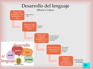 Etapa Pre
lingüística ( del
nacimiento – 1
año)
•señas, gestos y
ruidos.
Etapa de una
palabra (1-2
años):
•palabras
básicas.
Etapa del
lenguaje
telegráfico (1.5
-2.5 años ):
•emisión de dos
o mas palabras.
Jerga propia
del niño
Etapa de frases
y oraciones (2.5
a 3.5 años)
• Emisiones
breves de
frases con
sentido
Etapa de
oración
completa ( 3
años adelante)
•Oraciones
complejas
Desarrollo del lenguaje
(Bloom y Lahey)
 