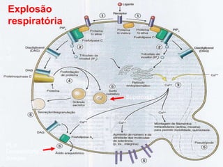 Modulo I Bolivia