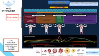 Info-enfermería
Hormonas de la hipófisis Hormonas ováricas
Antes de la liberación del ovulo Durante la liberación del ovulo Despues de la liberación del ovulo
E+P
Provocan el
engrosamiento del
endometrio para
un posible
embarazo
Ciclo uterino
 