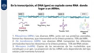 Marn Tarn Rarn Dogma central de la biología molecular (material de estudio) | PDF