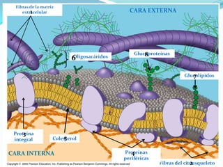 Fibras de la matriz
        1
    extracelular                             CARA EXTERNA




                                               Glucoproteínas
                                                   8
                          Oligosacáridos
                          6

                                                                      7
                                                                   Glucolípidos




     3
 Proteína
 integral              5
                   Colesterol


CARA INTERNA                                  4
                                           Proteínas
                                           periféricas
                                                                       2
                                                         Fibras del citoesqueleto
 