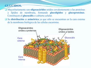 GLUCIDOS.
 Mayoritariamente son oligosacáridos unidos covalentemente a las proteínas
  y lípidos de membrana, formando glucolípidos y glucoproteínas.
  Constituyen el glucocálix o cubierta celular.
 Su distribución es asimétrica ya que sólo se encuentran en la cara externa
  de la membrana biológica de las células eucariotas.
 