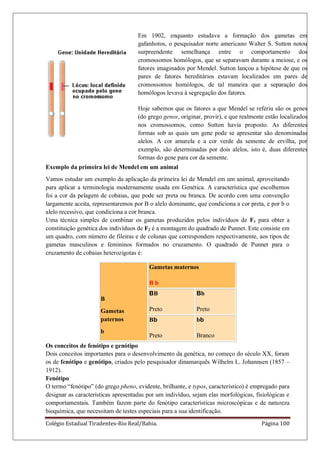Colégio Estadual Tiradentes-Rio Real/Bahia. Página 100
Em 1902, enquanto estudava a formação dos gametas em
gafanhotos, o pesquisador norte americano Walter S. Sutton notou
surpreendente semelhança entre o comportamento dos
cromossomos homólogos, que se separavam durante a meiose, e os
fatores imaginados por Mendel. Sutton lançou a hipótese de que os
pares de fatores hereditários estavam localizados em pares de
cromossomos homólogos, de tal maneira que a separação dos
homólogos levava à segregação dos fatores.
Hoje sabemos que os fatores a que Mendel se referiu são os genes
(do grego genos, originar, provir), e que realmente estão localizados
nos cromossomos, como Sutton havia proposto. As diferentes
formas sob as quais um gene pode se apresentar são denominadas
alelos. A cor amarela e a cor verde da semente de ervilha, por
exemplo, são determinadas por dois alelos, isto é, duas diferentes
formas do gene para cor da semente.
Exemplo da primeira lei de Mendel em um animal
Vamos estudar um exemplo da aplicação da primeira lei de Mendel em um animal, aproveitando
para aplicar a terminologia modernamente usada em Genética. A característica que escolhemos
foi a cor da pelagem de cobaias, que pode ser preta ou branca. De acordo com uma convenção
largamente aceita, representaremos por B o alelo dominante, que condiciona a cor preta, e por b o
alelo recessivo, que condiciona a cor branca.
Uma técnica simples de combinar os gametas produzidos pelos indivíduos de F1 para obter a
constituição genética dos indivíduos de F2 é a montagem do quadrado de Punnet. Este consiste em
um quadro, com número de fileiras e de colunas que correspondem respectivamente, aos tipos de
gametas masculinos e femininos formados no cruzamento. O quadrado de Punnet para o
cruzamento de cobaias heterozigotas é:
B
Gametas
paternos
b
Gametas maternos
B b
BB
Preto
Bb
Preto
Bb
Preto
bb
Branco
Os conceitos de fenótipo e genótipo
Dois conceitos importantes para o desenvolvimento da genética, no começo do século XX, foram
os de fenótipo e genótipo, criados pelo pesquisador dinamarquês Wilhelm L. Johannsen (1857 –
1912).
Fenótipo
O termo “fenótipo” (do grego pheno, evidente, brilhante, e typos, característico) é empregado para
designar as características apresentadas por um indivíduo, sejam elas morfológicas, fisiológicas e
comportamentais. Também fazem parte do fenótipo características microscópicas e de natureza
bioquímica, que necessitam de testes especiais para a sua identificação.
 