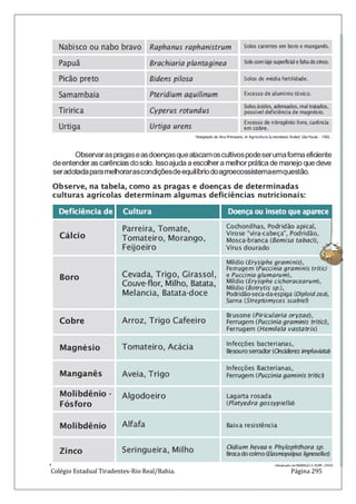 Colégio Estadual Tiradentes-Rio Real/Bahia. Página 295
 