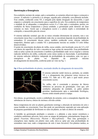 Colégio Estadual Tiradentes-Rio Real/Bahia. Página 364
Germinação e Emergência
Em condições normais de campo, após a semeadura, as sementes absorvem água e começam a
crescer. A radícula é a primeira a se alongar, seguida pelo coleóptilo, com plúmula incluída.
Esse estádio, conhecido como VE, é atingido pela rápida elongação do mesocótilo, o qual
empurra o coleóptilo em crescimento para a superfície do solo. Em condições de temperatura
e umidade do ar adequadas, a emergência ocorre 4 a 5 dias após a semeadura, porém, em
condições de baixa temperatura e pouca umidade, a germinação pode demorar até duas
semanas ou mais. Assim que a emergência ocorre e a planta expõe a extremidade do
coleóptilo, o mesocótilo pára de crescer.
O sistema radicular seminal, que são as raízes oriundas diretamente da semente, tem o seu
crescimento nessa fase e a profundidade onde elas se encontram depende da profundidade da
semeadura. O crescimento dessas raízes, também conhecido como sistema radicular
temporário, diminui após o estádio VE e praticamente inexiste no estádio V3 (três folhas
desenvolvidas).
O ponto de crescimento da planta de milho, nesse estádio, está localizado cerca de 2,5 a 4,0
cm abaixo da superfície do solo e encontra-se logo acima do mesocótilo. Essa profundidade
onde se acha o ponto de crescimento é também a profundidade onde vai-se originar o sistema
radicular definitivo do milho, conhecido como raízes nodais ou fasciculada. A profundidade
do sistema radicular definitivo independe da profundidade da semeadura, uma vez que a
emergência da planta vai depender do potencial máximo
de alongamento de mesocótilo, conforme pode ser visto na Fig. 1.
Fig. 1 Duas profundidades de plantio, mostrando detalhe do alongamento do mesocótilo.
O sistema radicular nodal inicia-se, portanto, no estádio
VE e o alongamento das primeiras raízes inicia-se no
estádio V1, indo até o R3, após o qual muito pouco
crescimento ocorre.
No milho, não é constatada a presença de fatores
inibitórios ao processo de germinação, visto que, sob
condições adequadas de umidade, os grãos podem
germinar imediatamente após a maturidade fisiológica,
mesmo ainda estando presos à espiga.
Em síntese, na germinação, ocorre a embebição da semente, com a conseqüente digestão das
substâncias de reserva, síntese de enzimas e divisão celular.
Baixa temperatura do solo no plantio geralmente restringe a absorção de nutrientes do solo e
causa lentidão no crescimento. Esse fato pode ser parcialmente superado por uma aplicação
de pequena quantidade de fertilizante no sulco de plantio, ao lado ou abaixo da semente.
A lentidão na germinação predispõe a semente e a plântula a uma menor resistência a
condições ambientais adversas, bom como ao ataque de patógenos, principalmente fungos do
gênero Fusarium, Rhizoctonia, Phytium e Macrophomina . Para uma germinação e
emergência mais rápidas em plantio mais cedo, deve-se optar por uma profundidade de
semeadura mais rasa, onde a temperatura do solo é mais favorável. Em plantios tardios, as
 