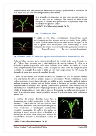 Colégio Estadual Tiradentes-Rio Real/Bahia. Página 365
temperaturas do solo são geralmente adequadas em qualquer profundidade e a umidade do
solo, nesse caso, é o fator limitante para rápido crescimento.
Se a irrigação está disponível ou uma chuva recente aconteceu,
não há com que se preocupar. No entanto, na falta dessas
situações, as camadas mais profundas do solo possuem maior teor
de umidade nos plantios tardios.
Estádio V3 (três folhas desenvolvidas, Fig. 2 )
Fig. 2 Estádio de três folhas
O estádio de três folhas completamente desenvolvidas ocorre
aproximadamente duas semanas após a emergência. Nesse estádio,
o ponto de crescimento encontra-se ainda abaixo da superfície do
solo e a planta ainda possui pouco caule formado (Fig. 3). Pêlos
radiculares do sistema radicular nodal estão agora em crescimento e
o desenvolvimento das raízes seminais é paralisado.
Fig. 3 Planta no estádio V3, mostrando o ponto de crescimento abaixo da superfície do solo.
Todas as folhas e espigas que a planta eventualmente irá produzir estão sendo formadas no
V3. Pode-se dizer, portanto, que o estabelecimento do número máximo de grãos ou a
definição da produção potencial estão sendo definidos nesse estádio. No estádio V5 (cinco
folhas completamente desenvolvidas), tanto a iniciação das folhas como das espigas vai estar
completa e a iniciação do pendão já pode ser vista microscopicamente na extremidade de
formação do caule, logo abaixo da superfície do solo.
O ponto de crescimento, que encontra-se abaixo da superfície do solo e é bastante afetado
pela temperatura do solo nos estádios iniciais do crescimento. Assim, temperaturas baixas
podem aumentar o tempo decorrente entre um estádio e outro, alongando o ciclo da cultura,
podendo aumentar o número total de folhas, atrasar a formação do pendão e diminuir a
disponibilidade de nutrientes para a planta. Uma chuva de granizo ou vento nesse estádio vai
ter muito pouco ou nenhum efeito na produção final de grãos. Disponibilidade de água nesse
estádio é fundamental; por outro lado, o excesso de umidade ou encharcamento, quando o
ponto de crescimento ainda encontra-se abaixo da superfície do solo, pode matar a planta em
poucos dias.
O controle de plantas daninhas nessa fase é
fundamental para reduzir competição por luz, água e
nutrientes. Como o sistema radicular está em pleno
crescimento, mostrando considerável porcentagem de
pêlos absorventes e ramificações diferenciadas,
operações inadequadas de cultivo (profundas ou
próximas à planta) poderão afetar a densidade e a
distribuição de raízes, com conseqüente redução na
produtividade. Portanto, é recomendada cautela no
cultivo.
Estádio V6 (seis folhas desenvolvidas, Fig. 4 )
 