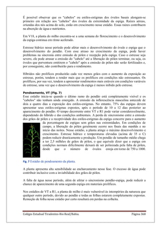 Colégio Estadual Tiradentes-Rio Real/Bahia. Página 368
É possível observar que os "cabelos" ou estilos-estigmas dos óvulos basais alongam-se
primeiro em relação aos "cabelos" dos óvulos da extremidade da espiga. Raízes aéreas,
oriundas dos nós acima do solo, estão em crescimento nesse estádio. Essas raízes contribuem
na absorção de água e nutrientes.
Em V18, a planta do milho encontra-se a uma semana do florescimento e o desenvolvimento
da espiga continua em ritmo acelerado.
Estresse hídrico nesse período pode afetar mais o desenvolvimento do óvulo e espiga que o
desenvolvimento do pendão. Com esse atraso no crescimento da espiga, pode haver
problemas na sincronia entre emissão de pólen e recepção pela espiga. Caso o estresse seja
severo, ele pode atrasar a emissão do "cabelo" até a liberação do pólen terminar, ou seja, os
óvulos que porventura emitirem o "cabelo" após a emissão do pólen não serão fertilizados e,
por conseguinte, não contribuirão para o rendimento.
Híbridos não prolíficos produzirão cada vez menos grãos com o aumento da exposição ao
estresse, porém, tendem a render mais que os prolíficos em condições não estressantes. Os
prolíficos, por sua vez, tendem a apresentar rendimentos mais estáveis em condições variáveis
de estresse, uma vez que o desenvolvimento da espiga é menos inibido pelo estresse.
Pendoamento, VT (Fig. 7)
Esse estádio inicia-se quando o último ramo do pendão está completamente visível e os
"cabelos" não tenham ainda emergido. A emissão da inflorescência masculina antecede de
dois a quatro dias a exposição dos estilos-estigmas. No entanto, 75% das espigas devem
apresentar seus estilos-estigmas expostos, após o período de 10 a 12 dias posterior ao
aparecimento do pendão. O tempo decorrente entre VT e R1 pode variar consideravelmente,
dependendo do híbrido e das condições ambientais. A perda de sincronismo entre a emissão
dos grãos de pólen e a receptividade dos estilos-estigmas da espiga concorre para o aumento
da porcentagem de espigas sem grãos nas extremidades. Em condições de
campo, a liberação do pólen geralmente ocorre nos finais das manhãs e no
início das noites. Nesse estádio, a planta atinge o máximo desenvolvimento e
crescimento. Estresse hídrico e temperaturas elevadas (acima de 35 o C)
podem reduzir drasticamente a produção. Um pendão de tamanho médio chega
a ter 2,5 milhões de grãos de pólen, o que equivale dizer que a espiga em
condições normais dificilmente deixará de ser polinizada pela falta de pólen,
desde que o número de óvulos esteja em torno de 750 a 1000.
Fig. 7 Estádio de pendoamento da planta.
A planta apresenta alta sensibilidade ao encharcamento nessa fase. O excesso de água pode
contribuir inclusive com a inviabilidade dos grãos de pólen.
A falta de água nesse período, além de afetar o sincronismo pendão-espiga, pode reduzir a
chance de aparecimento de uma segunda espiga em materiais prolíficos.
Nos estádios de VT a R1, a planta de milho é mais vulnerável às intempéries da natureza que
qualquer outro período, devido ao pendão e todas as folhas estarem completamente expostas.
Remoção de folha nesse estádio por certo resultará em perdas na colheita.
 