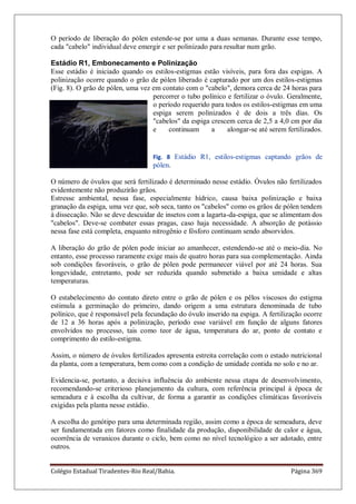 Colégio Estadual Tiradentes-Rio Real/Bahia. Página 369
O período de liberação do pólen estende-se por uma a duas semanas. Durante esse tempo,
cada "cabelo" individual deve emergir e ser polinizado para resultar num grão.
Estádio R1, Embonecamento e Polinização
Esse estádio é iniciado quando os estilos-estigmas estão visíveis, para fora das espigas. A
polinização ocorre quando o grão de pólen liberado é capturado por um dos estilos-estigmas
(Fig. 8). O grão de pólen, uma vez em contato com o "cabelo", demora cerca de 24 horas para
percorrer o tubo polínico e fertilizar o óvulo. Geralmente,
o período requerido para todos os estilos-estigmas em uma
espiga serem polinizados é de dois a três dias. Os
"cabelos" da espiga crescem cerca de 2,5 a 4,0 cm por dia
e continuam a alongar-se até serem fertilizados.
Fig. 8 Estádio R1, estilos-estigmas captando grãos de
pólen.
O número de óvulos que será fertilizado é determinado nesse estádio. Óvulos não fertilizados
evidentemente não produzirão grãos.
Estresse ambiental, nessa fase, especialmente hídrico, causa baixa polinização e baixa
granação da espiga, uma vez que, sob seca, tanto os "cabelos" como os grãos de pólen tendem
à dissecação. Não se deve descuidar de insetos com a lagarta-da-espiga, que se alimentam dos
"cabelos". Deve-se combater essas pragas, caso haja necessidade. A absorção de potássio
nessa fase está completa, enquanto nitrogênio e fósforo continuam sendo absorvidos.
A liberação do grão de pólen pode iniciar ao amanhecer, estendendo-se até o meio-dia. No
entanto, esse processo raramente exige mais de quatro horas para sua complementação. Ainda
sob condições favoráveis, o grão de pólen pode permanecer viável por até 24 horas. Sua
longevidade, entretanto, pode ser reduzida quando submetido a baixa umidade e altas
temperaturas.
O estabelecimento do contato direto entre o grão de pólen e os pêlos viscosos do estigma
estimula a germinação do primeiro, dando origem a uma estrutura denominada de tubo
polínico, que é responsável pela fecundação do óvulo inserido na espiga. A fertilização ocorre
de 12 a 36 horas após a polinização, período esse variável em função de alguns fatores
envolvidos no processo, tais como teor de água, temperatura do ar, ponto de contato e
comprimento do estilo-estigma.
Assim, o número de óvulos fertilizados apresenta estreita correlação com o estado nutricional
da planta, com a temperatura, bem como com a condição de umidade contida no solo e no ar.
Evidencia-se, portanto, a decisiva influência do ambiente nessa etapa de desenvolvimento,
recomendando-se criterioso planejamento da cultura, com referência principal à época de
semeadura e à escolha da cultivar, de forma a garantir as condições climáticas favoráveis
exigidas pela planta nesse estádio.
A escolha do genótipo para uma determinada região, assim como a época de semeadura, deve
ser fundamentada em fatores como finalidade da produção, disponibilidade de calor e água,
ocorrência de veranicos durante o ciclo, bem como no nível tecnológico a ser adotado, entre
outros.
 