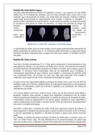 Colégio Estadual Tiradentes-Rio Real/Bahia. Página 370
Estádio R2, Grão Bolha d'água
Os grãos aqui apresentam-se brancos na aparência externa e com aspectos de uma Bolha
d'água (Fig. 9). O endosperma, portanto, está com uma coloração clara, assim como o seu
conteúdo, que é basicamente um fluido, cuja composição são açúcares. Embora o embrião,
esteja ainda desenvolvendo-se vagarosamente nesse estádio, a radícula, o coleóptilo e a
primeira folha embrionária já estão formados. Assim, dentro do embrião em desenvolvimento
já encontra-se uma planta de milho em miniatura. A espiga está próxima de atingir seu
tamanho máximo. Os
estilos- estigmas, tendo
completado sua função no
florescimento,
estão agora escurecidos e
começando a secar.
Fig. 9 Grão no estádio R2, conhecidos como Bolha d'água.
A acumulação de amido inicia-se nesse estádio, com os grãos experimentando um período de
rápida acumulação de matéria seca, N e P continuam sendo absorvidos e a realocação desses
nutrientes das partes vegetativas para a espiga tem início nesse estádio. A umidade é de 85%
nos grãos.
Estádio R3, Grão Leitoso
Essa fase é iniciada normalmente 12 a 15 dias após a polinização. O grão apresenta-se com
uma aparência amarela e, no seu interior, um fluido de cor leitosa. Este açúcares são oriundos
da translocação dos fotoassimilados presentes nas folhas e no colmo, para a espiga e grãos em
formação. A eficiência dessa translocação, além de ser importante para a produção, é
extremamente dependente de água. Embora, nesse estádio, o crescimento do embrião ainda
seja considerado lento, ele já pode ser visto caso haja uma dissecação. Este estádio é
conhecido como aquele em que ocorre a definição da densidade dos grãos.
Os grãos, nessa fase, apresentam rápida acumulação de matéria seca e com cerca de 80% de
umidade, sendo que as divisões celulares dentro do endosperma apresentam-se essencialmente
completas. O crescimento a partir daí é devido à expansão e ao enchimento das células do
endosperma com amido.
Um estresse hídrico nessa fase, embora menos crítico que na fase anterior, pode afetar a
produção. Embora, nesse período, a planta deva apresentar considerável teor de sólidos
solúveis prontamente disponíveis, objetivando a evolução do processo de formação de grãos,
a fotossíntese mostra-se imprescindível. Em termos gerais, considera-se como importante o
caráter condicionador de produção a extensão da área foliar que permanece fisiologicamente
ativa após a emergência da espiga.
Essa fase é crítica para o consumo do milho verde, pois representa a época de colheita. O
descarregamento e transporte de açúcares para os grãos em desenvolvimento se dá via floema;
a sacarose, penetrando no apoplasto, é dividida em frutose e glicose pela enzima invertase
ácida.
Na verdade, os estádios de desenvolvimento da planta de milho para o consumo verde, em
"R3" ou "Grão leitoso" (Fig. 10) não diferenciam-se do desenvolvimento da planta para
consumo de grãos secos. Entretanto, é preciso ficar atento para as características exigidas pelo
 