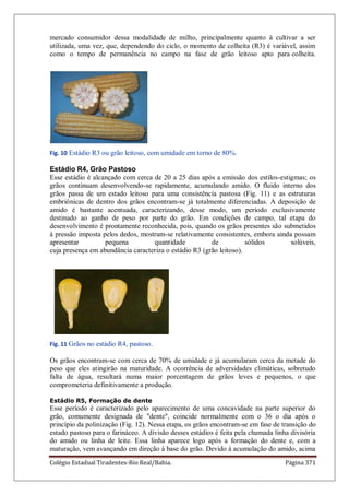 Colégio Estadual Tiradentes-Rio Real/Bahia. Página 371
mercado consumidor dessa modalidade de milho, principalmente quanto à cultivar a ser
utilizada, uma vez, que, dependendo do ciclo, o momento de colheita (R3) é variável, assim
como o tempo de permanência no campo na fase de grão leitoso apto para colheita.
Fig. 10 Estádio R3 ou grão leitoso, com umidade em torno de 80%.
Estádio R4, Grão Pastoso
Esse estádio é alcançado com cerca de 20 a 25 dias após a emissão dos estilos-estigmas; os
grãos continuam desenvolvendo-se rapidamente, acumulando amido. O fluido interno dos
grãos passa de um estado leitoso para uma consistência pastosa (Fig. 11) e as estruturas
embriônicas de dentro dos grãos encontram-se já totalmente diferenciadas. A deposição de
amido é bastante acentuada, caracterizando, desse modo, um período exclusivamente
destinado ao ganho de peso por parte do grão. Em condições de campo, tal etapa do
desenvolvimento é prontamente reconhecida, pois, quando os grãos presentes são submetidos
à pressão imposta pelos dedos, mostram-se relativamente consistentes, embora ainda possam
apresentar pequena quantidade de sólidos solúveis,
cuja presença em abundância caracteriza o estádio R3 (grão leitoso).
Fig. 11 Grãos no estádio R4, pastoso.
Os grãos encontram-se com cerca de 70% de umidade e já acumularam cerca da metade do
peso que eles atingirão na maturidade. A ocorrência de adversidades climáticas, sobretudo
falta de água, resultará numa maior porcentagem de grãos leves e pequenos, o que
comprometeria definitivamente a produção.
Estádio R5, Formação de dente
Esse período é caracterizado pelo aparecimento de uma concavidade na parte superior do
grão, comumente designada de "dente", coincide normalmente com o 36 o dia após o
princípio da polinização (Fig. 12). Nessa etapa, os grãos encontram-se em fase de transição do
estado pastoso para o farináceo. A divisão desses estádios é feita pela chamada linha divisória
do amido ou linha de leite. Essa linha aparece logo após a formação do dente e, com a
maturação, vem avançando em direção à base do grão. Devido à acumulação do amido, acima
 