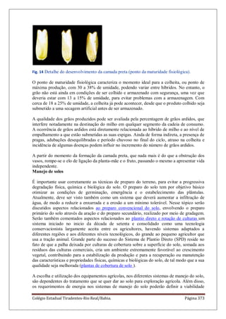 Colégio Estadual Tiradentes-Rio Real/Bahia. Página 373
Fig. 14 Detalhe do desenvolvimento da camada preta (ponto da maturidade fisiológica).
O ponto de maturidade fisiológica caracteriza o momento ideal para a colheita, ou ponto de
máxima produção, com 30 a 38% de umidade, podendo variar entre híbridos. No entanto, o
grão não está ainda em condições de ser colhido e armazenado com segurança, uma vez que
deveria estar com 13 a 15% de umidade, para evitar problemas com a armazenagem. Com
cerca de 18 a 25% de umidade, a colheita já pode acontecer, desde que o produto colhido seja
submetido a uma secagem artificial antes de ser armazenado.
A qualidade dos grãos produzidos pode ser avaliada pela percentagem de grãos ardidos, que
interfere notadamente na destinação do milho em qualquer segmento da cadeia de consumo.
A ocorrência de grãos ardidos está diretamente relacionada ao híbrido de milho e ao nível de
empalhamento a que estão submetidas as suas espigas. Ainda de forma indireta, a presença de
pragas, adubações desequilibradas e período chuvoso no final do ciclo, atraso na colheita e
incidência de algumas doenças podem influir no incremento do número de grãos ardidos.
A partir do momento da formação da camada preta, que nada mais é do que a obstrução dos
vasos, rompe-se o elo de ligação da planta-mãe e o fruto, passando o mesmo a apresentar vida
independente.
Manejo de solos
É importante usar corretamente as técnicas de preparo do terreno, para evitar a progressiva
degradação física, química e biológica do solo. O preparo do solo tem por objetivo básico
otimizar as condições de germinação, emergência e o estabelecimento das plântulas.
Atualmente, deve ser visto também como um sistema que deverá aumentar a infiltração de
água, de modo a reduzir a enxurrada e a erosão a um mínimo tolerável. Nesse tópico serão
discutidos aspectos relacionados ao preparo convencional do solo, envolvendo o preparo
primário do solo através da aração e do preparo secundário, realizado por meio de gradagem.
Serão também comentados aspectos relacionados ao plantio direto e rotação de culturas um
sistema iniciado no inicio da década de setenta e consolidado como uma tecnologia
conservacionista largamente aceita entre os agricultores, havendo sistemas adaptados a
diferentes regiões e aos diferentes níveis tecnológicos, do grande ao pequeno agricultor que
usa a tração animal. Grande parte do sucesso do Sistema de Plantio Direto (SPD) reside no
fato de que a palha deixada por culturas de cobertura sobre a superfície do solo, somada aos
resíduos das culturas comerciais, cria um ambiente extremamente favorável ao crescimento
vegetal, contribuindo para a estabilização da produção e para a recuperação ou manutenção
das características e propriedades físicas, químicas e biológicas do solo, de tal modo que a sua
qualidade seja melhorada (plantas de cobertura de solo ).
A escolha e utilização dos equipamentos agrícolas, nos diferentes sistemas de manejo do solo,
são dependentes do tratamento que se quer dar ao solo para exploração agrícola. Além disso,
os requerimentos de energia nos sistemas de manejo do solo poderão definir a viabilidade
 