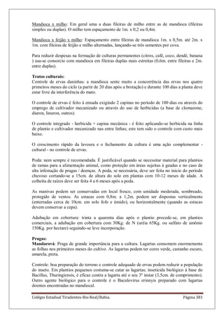 Colégio Estadual Tiradentes-Rio Real/Bahia. Página 381
Mandioca x milho: Em geral uma a duas fileiras de milho entre as de mandioca (fileiras
simples ou duplas). O milho tem espaçamento de 1m. x 0,2 ou 0,4m.
Mandioca x feijão x milho: Espaçamento entre fileiras de mandioca 1m. x 0,5m. até 2m. x
1m. com fileiras de feijão e milho alternadas, lançando-se três sementes por cova.
Para reduzir despesas na formação de culturas permanentes (citros, café, coco, dendê, banana
) usa-se consorcio com mandioca em fileiras duplas mais estreitas (0,6m. entre fileiras e 2m.
entre duplas).
Tratos culturais:
Controle de ervas daninhas: a mandioca sente muito a concorrência das ervas nos quatro
primeiros meses do ciclo (a partir de 20 dias após a brotação) e durante 100 dias a planta deve
estar livre da interferência do mato.
O controle de ervas é feito à enxada exigindo 2 capinas no período de 100 dias ou através do
emprego de cultivador mecanizado ou através do uso de herbicidas (a base de clomazone,
diuron, linuron, outros).
O controle integrado - herbicida + capina mecânica - é feito aplicando-se herbicida na linha
de plantio e cultivador mecanizado nas entre linhas; este tem sido o controle com custo mais
baixo.
O crescimento rápido da lavoura e o fechamento da cultura é uma ação complementar -
cultural - no controle de ervas.
Poda: nem sempre é recomendada. É justificável quando se necessitar material para plantios
de ramas para a alimentação animal, como proteção em áreas sujeitas à geadas e no caso de
alta infestação de pragas / doenças. A poda, se necessária, deve ser feita no inicio do período
chuvoso cortando-se a 15cm. de altura do solo em plantas com 10-12 meses de idade. A
colheita de raízes deve ser feita 4 a 6 meses após a poda.
As manivas podem ser conservadas em local fresco, com umidade moderada, sombreado,
protegido de ventos. As estacas com 0,8m. a 1,2m. podem ser dispostas verticalmente
(enterradas cerca de 10cm. em solo fofo e úmido), ou horizontalmente (quando as estacas
devem conservar a cepa).
Adubação em cobertura: trinta a quarenta dias após o plantio procede-se, em plantios
comerciais, a adubação em cobertura com 30Kg. de N (uréia 65Kg. ou sulfato de amônio
150Kg. por hectare) seguindo-se leve incorporação.
Pragas:
Mandarová: Praga de grande importância para a cultura. Lagartas consomem enormemente
as folhas nos primeiros meses do cultivo. As lagartas podem ter cores verde, castanho escuro,
amarela, preta.
Controle: boa preparação do terreno e controle adequado de ervas podem reduzir a população
do inseto. Em plantios pequenos costuma-se catar as lagartas; inseticida biológico à base do
Bacillus, Thuringiensis, é eficaz contra a lagarta até o seu 3º instar (3,5cm. de comprimento).
Outro agente biológico para o controle é o Baculovirus erinnyis preparado com lagartas
doentes encontradas no mandiocal.
 