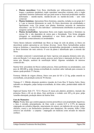 Colégio Estadual Tiradentes-Rio Real/Bahia. Página 396
Plantas masculinas: Com flores distribuídas por inflorescências de pendúculos
longos e pendentes (pendulas); órgão reprodutor masculino existente, ativo e órgão
reprodutor feminino rudimentar mas que pode tornar-se funcional produzindo mamões
deformados - mamão-macho, mamão-de-calo ou mamão-de-corda - sem valor
comercial.
Plantas femininas: Apresentam flores femininas, amarelas, isoladas ou em grupo de 2
a 3 que se inserem diretamente no caule. Os frutos decorrentes são arredondados a
ligeiramente ovais. Um pomar com plantas femininas necessita de mamoeiros
masculinos - em 10-12% dos indivíduos - uniformemente distribuídos no pomar para
assegurar a produção.
Plantas hermafroditas: Apresentam flores com órgãos masculinos e femininos na
mesma flor e não dependem de outras para a fecundação. Tem forma alongada
(elongata) ou arredondada (pentandrica) e seus frutos podem ser cilíndricos
(preferidos comercialmente) ou arredondados.
Vários fatores induzem variabilidade nas flores ao longo do ciclo da planta; os frutos em
decorrência podem apresentar-se em formas diversas. Assim flores hermafroditas podem
tornar-se femininas, e masculinas tornarem-se hermafroditas (produzindo o mamão-macho);
as flores femininas são mais estáveis. O sexo da planta é identificado após a emissão das
flores.
A variedade comercial é caracterizada por haste vigorosa com pequena distancia entre nós,
entra em floração 3 a 6 meses após semeio, precoce, porte baixo e maturação do fruto em 5-6
meses pós floração, ausência de ramificação lateral. Algumas variedades de interesse
comercial são:
Sunrise Solo: procedente do Havaí é planta precoce, frutos periformes ou arredondados, com
peso de 400-600 g, polpa laranja-avermelhada de excelente sabor indicada para consumo in
natura e pode produzir 37 t/ha/ano.
Formosa: híbrida de origem chinesa, frutos com peso de 0,8 a 2,5 kg, polpa amarela ou
avermelhada, com produção acima de 70 t/ha/ano.
Tainung nº 1: Híbrido altamente produtivo (mamão da Costa Rica X Sunrise Solo), frutos
redondos ou alongados, polpa laranja-avermelhada, de ótimo sabor, produtividade média 60
t/ha/ano.
Improved Sunrise Solo CV. 72/12: Precoce (8 meses pós plantio), produtivo, inserção das
primeiras flores a 60 cm de altura, fruto periforme a ovalado com 450 g de peso, polpa
vemelho-alaranjada, produção abaixo da Sunrise Solo.
Usos do Mamoeiro:
Planta: Produz látex que contém papayna (enzima proteolítico) com propriedades digestivas;
o látex é extraído, principalmente, do fruto verde e contém 0,15 a 3,75% de papayna
empregada em culinária (digestão, amaciamento de carnes), em indústria (de cerveja, queijo,
chicletes, couro) e em farmacêutica (produtos para dispepsias). Da semente, folha e fruto
extrai-se um alcalóide - a carpaina - empregado em medicina como ativador do músculo
cardíaco.
 