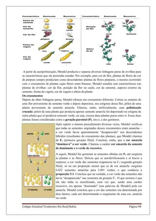 Colégio Estadual Tiradentes-Rio Real/Bahia. Página 98
A partir da autopolinização, Mendel produziu e separou diversas linhagens puras de ervilhas para
as características que ele pretendia estudar. Por exemplo, para cor de flor, plantas de flores de cor
de púrpura sempre produziam como descendentes plantas de flores púrpuras, o mesmo ocorrendo
com o cruzamento de plantas cujas flores eram brancas. Mendel estudou sete características nas
plantas de ervilhas: cor da flor, posição da flor no caule, cor da semente, aspecto externo da
semente, forma da vagem, cor da vagem e altura da planta.
Os cruzamentos
Depois de obter linhagens puras, Mendel efetuou um cruzamento diferente. Cortou os estames de
uma flor proveniente de semente verde e depois depositou, nos estigmas dessa flor, pólen de uma
planta proveniente de semente amarela. Efetuou, então, artificialmente, uma polinização
cruzada: pólen de uma planta que produzia apenas semente amarela foi depositado no estigma de
outra planta que só produzia semente verde, ou seja, cruzou duas plantas puras entre si. Essas duas
plantas foram consideradas como a geração parental (P), isto é, a dos genitores.
Após repetir o mesmo procedimento diversas vezes, Mendel verificou
que todas as sementes originadas desses cruzamentos eram amarelas –
a cor verde havia aparentemente “desaparecido” nos descendentes
híbridos (resultantes do cruzamento das plantas), que Mendel chamou
de F1 (primeira geração filial). Concluiu, então, que a cor amarela
“dominava” a cor verde. Chamou o caráter cor amarela da semente
de dominante e o verde de recessivo.
A seguir, Mendel fez germinar as sementes obtidas em F1 até surgirem
as plantas e as flores. Deixou que se autofertilizassem e aí houve a
surpresa: a cor verde das sementes reapareceu na F2 (segunda geração
filial), só eu em proporção menor que as de cor amarela: surgiram
6.022 sementes amarelas para 2.001 verdes, o que conduzia a
proporção 3:1. Concluiu que na verdade, a cor verde das sementes não
havia “desaparecido” nas sementes da geração F1. O que ocorreu é que
ela não tinha se manifestado, uma vez que, sendo uma caráter
recessivo, era apenas “dominado” (nas palavras de Mendel) pela cor
amarela. Mendel concluiu que a cor das sementes era determinada por
dois fatores, cada um determinando o surgimento de uma cor, amarela
ou verde.
 