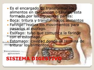  Es el encargado de transformar los 
alimentos en sustancias o células, esta 
formado por las siguientes partes: 
 Boca: tritura y transforma los alimentos 
 Faringe: realiza los movimientos para 
pasarlos al esófago. 
 Esófago: tubo que comunica la faringe 
con el estomago. 
 Estomago: cavidad donde se termina de 
triturar los alimentos. 
SISTEMA DIGESTIVO 
 