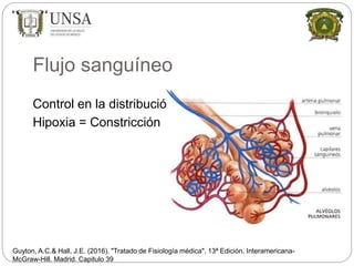 Flujo sanguíneo
Control en la distribución
Hipoxia = Constricción
Guyton, A.C.& Hall, J.E. (2016). "Tratado de Fisiología médica". 13ª Edición. Interamericana-
McGraw-Hill. Madrid. Capitulo 39
 