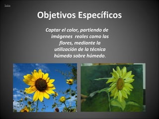 Objetivos Específicos Captar el color, partiendo de imágenes  reales como las flores, mediante la utilización de la técnica húmedo sobre húmedo . 