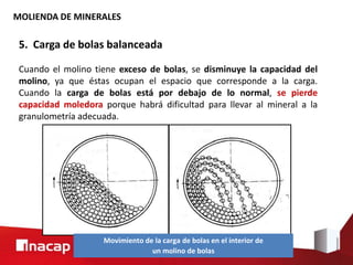 MOLIENDA DE MINERALES
5. Carga de bolas balanceada
Cuando el molino tiene exceso de bolas, se disminuye la capacidad del
molino, ya que éstas ocupan el espacio que corresponde a la carga.
Cuando la carga de bolas está por debajo de lo normal, se pierde
capacidad moledora porque habrá dificultad para llevar al mineral a la
granulometría adecuada.
Movimiento de la carga de bolas en el interior de
un molino de bolas
 