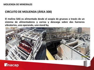 MOLIENDA DE MINERALES
CIRCUITO DE MOLIENDA (ÁREA 300)
El molino SAG es alimentado desde el acopio de gruesos a través de un
sistema de alimentadores y correa y descarga sobre dos harneros
vibratorios, uno operando, uno stand by.
 