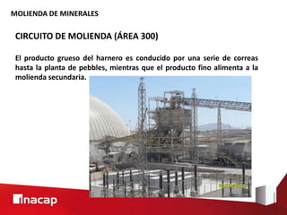 MOLIENDA DE MINERALES
CIRCUITO DE MOLIENDA (ÁREA 300)
El producto grueso del harnero es conducido por una serie de correas
hasta la planta de pebbles, mientras que el producto fino alimenta a la
molienda secundaria.
 
