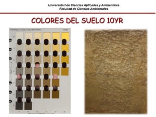 Universidad de Ciencias Aplicadas y Ambientales
Facultad de Ciencias Ambientales
COLORES DEL SUELO 10YR
 