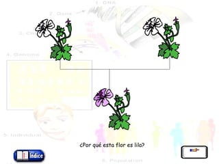 ¿Por qué esta flor es lila? 