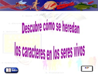 Descubre cómo se heredan los caracteres en los seres vivos 
