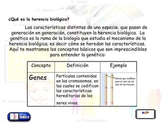   ¿Qué es la herencia biológica? Las características distintas de una especie, que pasan de generación en generación, constituyen la herencia biológica.  La genética es la rama de la biología que estudia el mecanismo de la herencia biológica; es decir cómo se heredan las características.  Aquí te mostramos los conceptos básicos que son imprescindibles para entender la genética: Concepto Definición Ejemplo Genes Partículas contenidas en los cromosomas, en las cuales se codifican las características hereditarias de los seres vivos.   