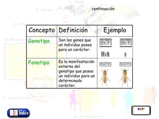 continuación Concepto Definición Ejemplo Genotipo Son los genes que un individuo posee para un carácter. Fenotipo Es la manifestación externa del genotipo que posee un individuo para un determinado carácter. 