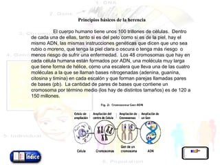 Principios básicos de la herencia   El cuerpo humano tiene unos 100 trillones de células.  Dentro de cada una de ellas, tanto si es del pelo como si es de la piel, hay el mismo ADN, las mismas instrucciones genéticas que dicen que uno sea rubio o moreno, que tenga la piel clara o oscura o tenga más riesgo  o menos riesgo de sufrir una enfermedad.  Los 48 cromosomas que hay en cada célula humana están formados por ADN, una molécula muy larga que tiene forma de hélice, como una escalera que lleva una de las cuatro moléculas a la que se llaman bases nitrogenadas (adenina, guanina, citosina y timina) en cada escalón y que forman parejas llamadas pares de bases (pb).  La cantidad de pares de bases que contiene un cromosoma por término medio (los hay de distintos tamaños) es de 120 a 150 millones.  
