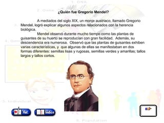   ¿Quién fue Gregorio Mendel?   A mediados del siglo XIX, un monje austriaco, llamado Gregorio Mendel, logró explicar algunos aspectos relacionados con la herencia biológica. Mendel observó durante mucho tiempo como las plantas de guisantes de su huerto se reproducían con gran facilidad.  Además, su descendencia era numerosa.  Observó que las plantas de guisantes exhiben varias características, y  que algunas de ellas se manifestaban en dos formas diferentes: semillas lisas y rugosas, semillas verdes y amarillas; tallos largos y tallos cortos.   