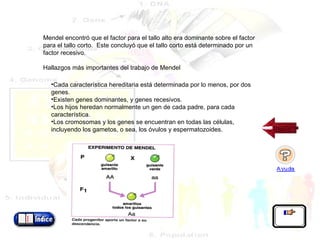 Mendel encontró que el factor para el tallo alto era dominante sobre el factor para el tallo corto.  Este concluyó que el tallo corto está determinado por un factor recesivo.   Hallazgos más importantes del trabajo de Mendel Cada característica hereditaria está determinada por lo menos, por dos genes. Existen genes dominantes, y genes recesivos. Los hijos heredan normalmente un gen de cada padre, para cada característica. Los cromosomas y los genes se encuentran en todas las células, incluyendo los gametos, o sea, los óvulos y espermatozoides . 