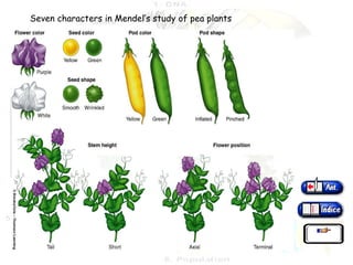 Seven characters in Mendel’s study of pea plants 