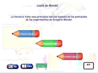 Leyes de Mendel La herencia tiene unos principios básicos basados en los postulados de los experimentos de Gregorio Mendel. Primera Ley Segunda Ley Tercera Ley 