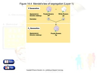 Figure 14.4  Mendel’s law of segregation (Layer 1) 
